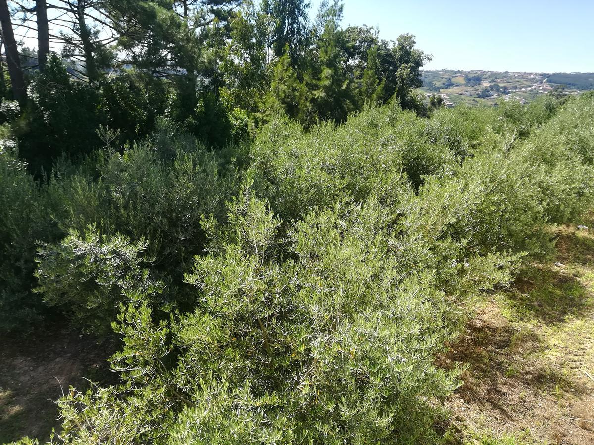 Quinta Vale Real Βίλα Alcobaça Εξωτερικό φωτογραφία